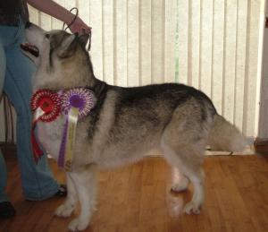 Faona and her rosettes from Bath 2009
