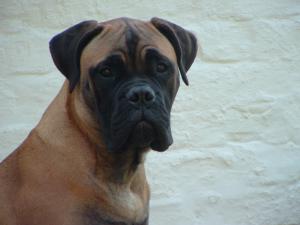 Bunty at 6 months