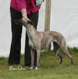 Barnesmore Red Rose at Palmik JW