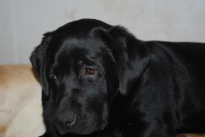 Aggi Doo (Shymiloney Sweet Bramble)