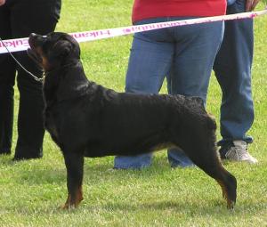 Meggie winning her 1st CC at BRA 06/09