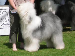 East Anglian OES Club Open Show - Jun 09