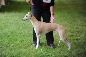 Chibuku Political Agenda at Sharmus