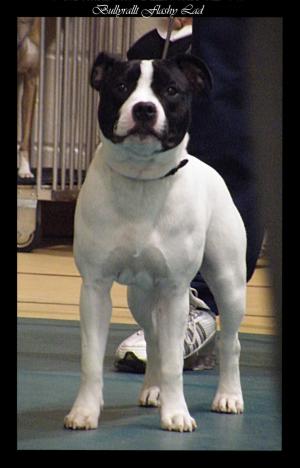 Bullyrallt Flashy Lad 2nd In Puppy