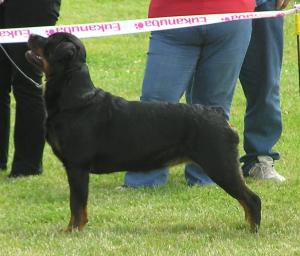 Meggie winning her 1st CC at BRA 06/09