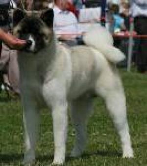Beau at Blackpool 2009