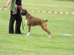 Reserve Best Dog In Show