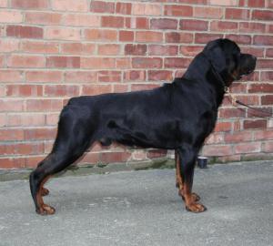 Rocket 2.5 Years