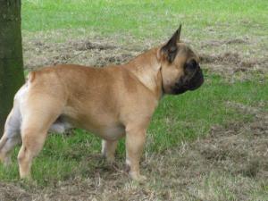 Boris @ Tongwynlais