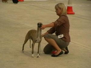 Barnesmore Red Rose at Palmik JW