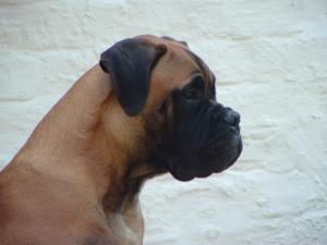Bunty