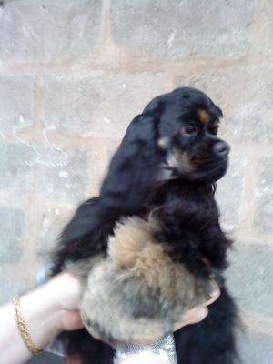 Minxy our beautiful black/tan princess