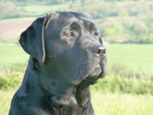 Leo at 3 years