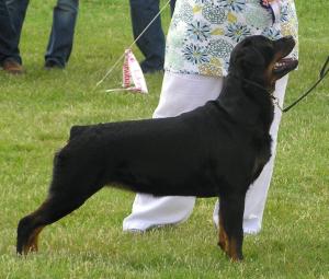 Meggie winning her 1st CC at BRA 06/09