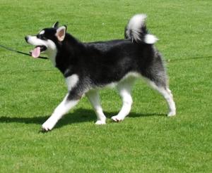 Kiska