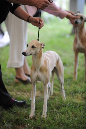 Chibuku Political Agenda at Sharmus