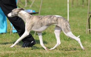 CH Palmik Magical Whispers JW at 8 months