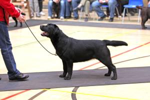 Sybil winning MPB at Three Ridings Mar 09