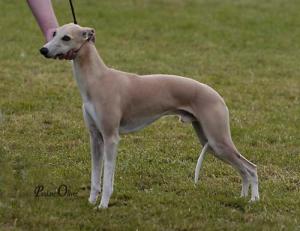 Chibuku Political Agenda at Sharmus