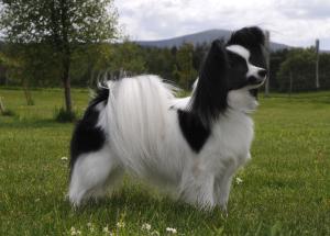 Begaville Geordie Girlfor Paparottsie