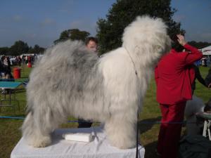 Darlington Champ Show - 19/09/09