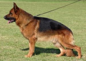 Balko
