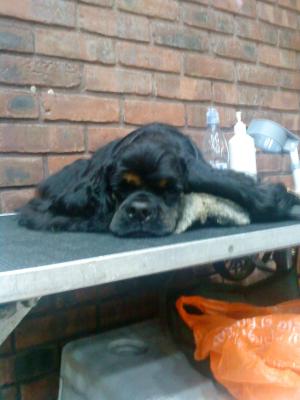 Minxy resting before the stakes class