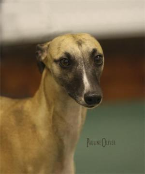 Barnesmore Red Rose at Palmik JW