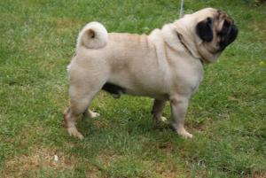 Jessygaff Oliver Twist 