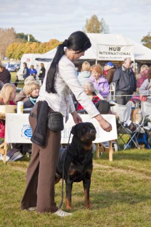 Driffield Rocky wins 3rd CC 