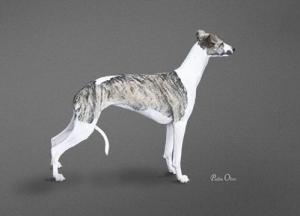 CH Palmik Magical Whispers JW