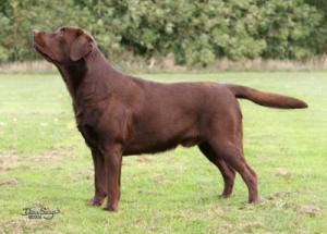 VHC Puppy Dog