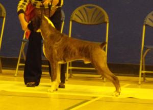Tanna at London Home Counties Champ Show