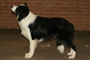 Zippy at Midland Counties