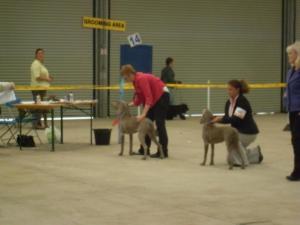 Baby Gracie Qualifying For Crufts 2010 .