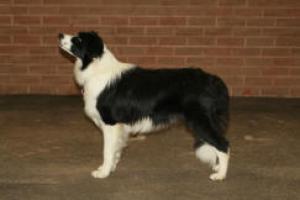 Toggle winning her class at Midland Counties