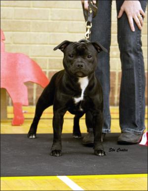 Harley @SBTCofSW CH show 2009