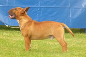 CH DUVESSA RED CLOUD