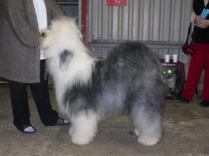 West Torrington Open Show - 28/11/09