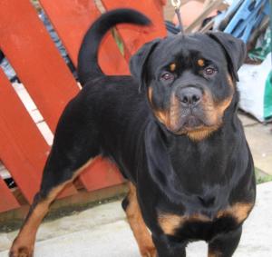 Kyzer 9 months