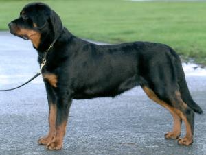 BEST PUPPY IN BREED