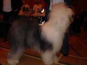 Midland OES Club Champ Show - 06/12/09