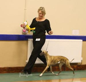 Barnesmore Red Rose at Palmik JW~ Best In Show