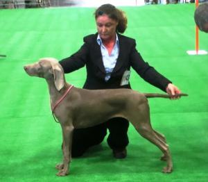 Gracie at Boston Champ show