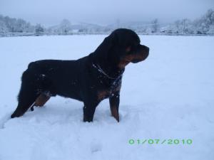 Buck2010