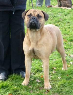 Ruby Best Puppy in Breed