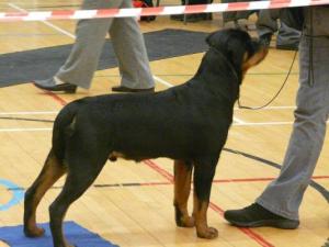 Rodney winning Best of Breed at his  first show