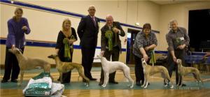 Best in Show Line up