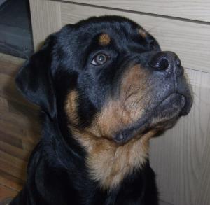 Arthur