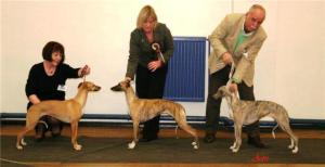 Rosa (Centre) Best In Show